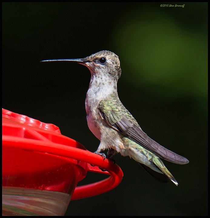 _3SB7786 rufous hummingbird female.jpg